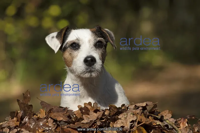 : DOG, Parson Jack Russell in a pile of autumn leaves : DOG, Parson Jack Russell in a pile of autumn leaves
