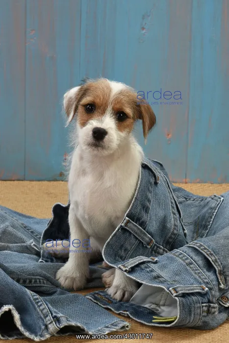 : DOG Parson Jack Russell puppy ( 8 weeks old ) in : DOG Parson Jack Russell puppy ( 8 weeks old ) in