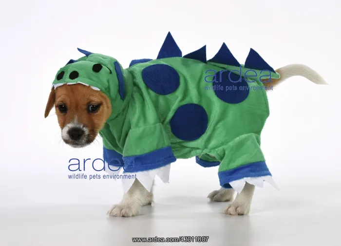 : DOG Parson Jack Russell puppy ( 8 weeks old )wearing : DOG Parson Jack Russell puppy ( 8 weeks old )wearing