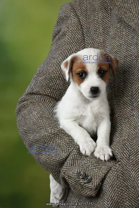 : DOG Parson Jack Russell puppy (8 weeks old)with tweed jacket : DOG Parson Jack Russell puppy (8 weeks old)with tweed jacket