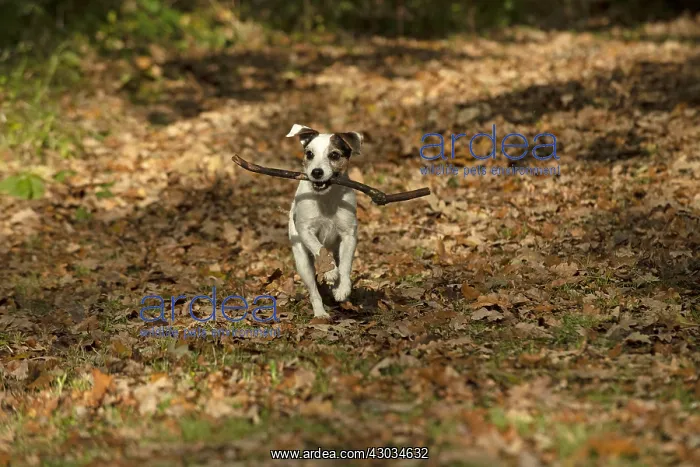 : DOG, Parson Jack Russell running in autumn leaves : DOG, Parson Jack Russell running in autumn leaves