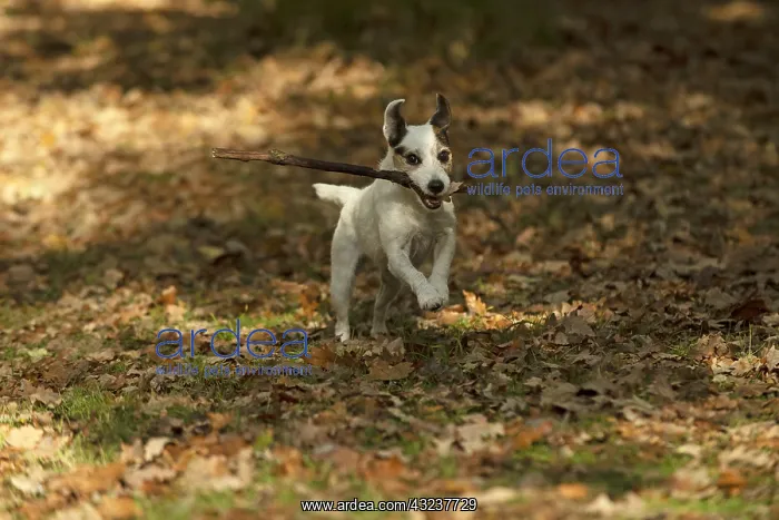 : DOG, Parson Jack Russell running in autumn leaves : DOG, Parson Jack Russell running in autumn leaves