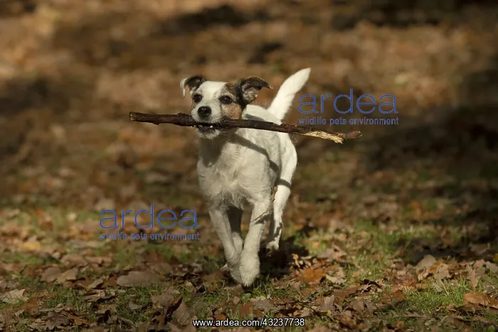 : DOG, Parson Jack Russell running in autumn leaves : DOG, Parson Jack Russell running in autumn leaves