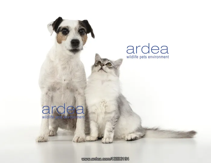  : DOG. Parson Jack Russell with silver Tiffanie cat
