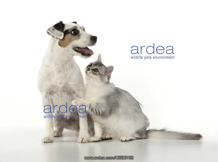  : DOG. Parson Jack Russell with silver Tiffanie cat