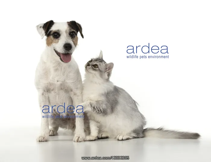  : DOG. Parson Jack Russell with silver Tiffanie cat