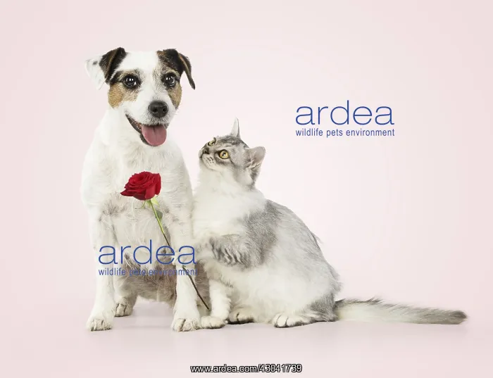 : DOG. Parson Jack Russell with silver Tiffanie cat : DOG. Parson Jack Russell with silver Tiffanie cat