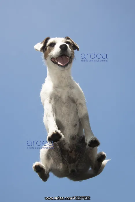 : DOG. Parson Jack Russell sitting on glass taken from below : DOG. Parson Jack Russell sitting on glass taken from below