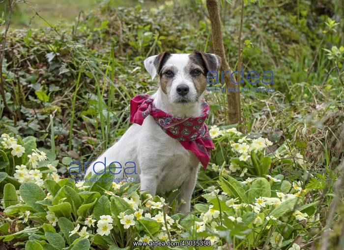  : Dog. Parson Jack Russell in a sping garden