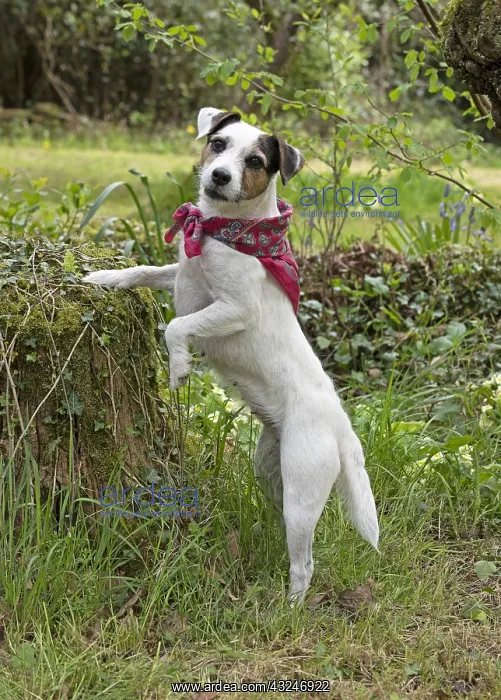  : Dog. Parson Jack Russell in a sping garden