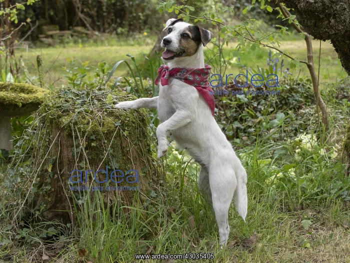  : Dog. Parson Jack Russell in a spring garden