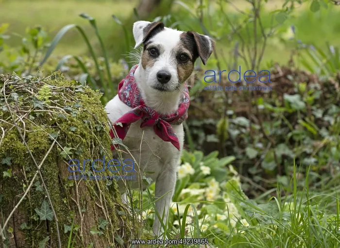  : Dog. Parson Jack Russell in a spring garden
