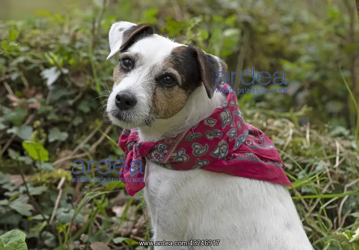  : Dog. Parson Jack Russell in a spring garden