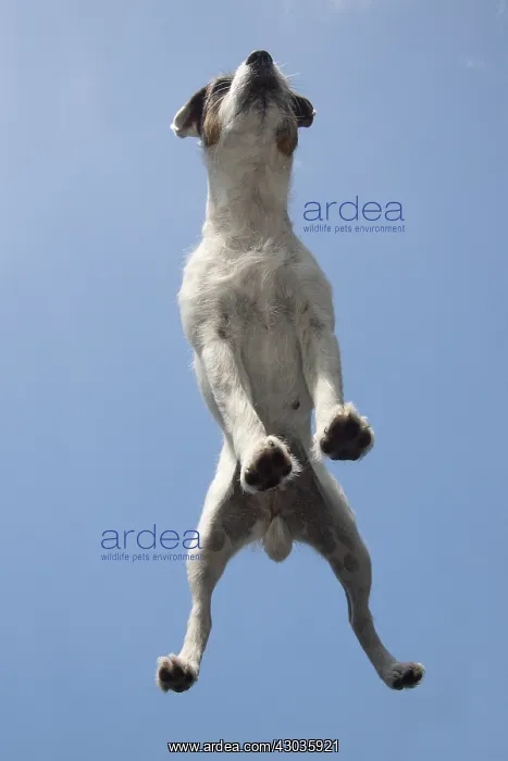 : DOG. Parson Jack Russell standing on glass taken from below : DOG. Parson Jack Russell standing on glass taken from below