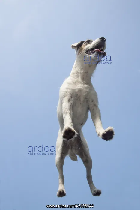 : DOG. Parson Jack Russell standing on glass taken from below : DOG. Parson Jack Russell standing on glass taken from below