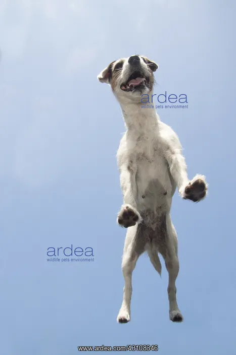 : DOG. Parson Jack Russell standing on glass taken from below : DOG. Parson Jack Russell standing on glass taken from below