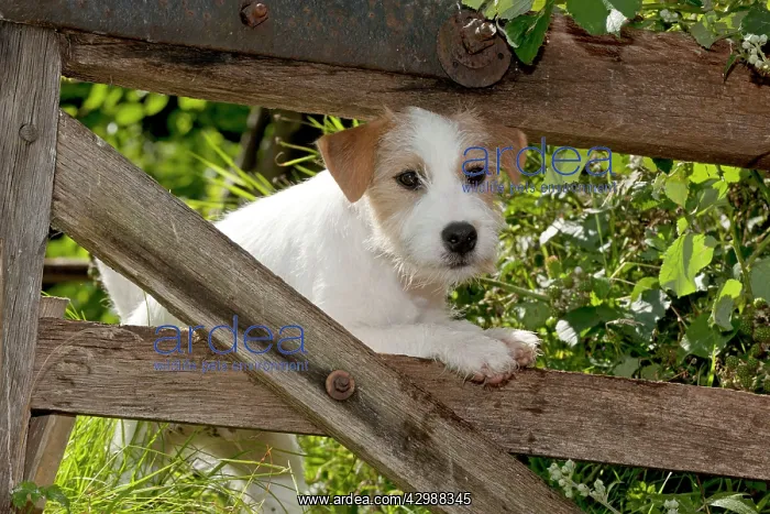 : DOG - Parson jack russell terrier : DOG - Parson jack russell terrier