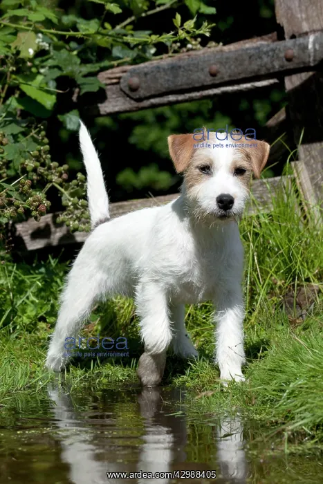 : DOG - Parson jack russell terrier : DOG - Parson jack russell terrier