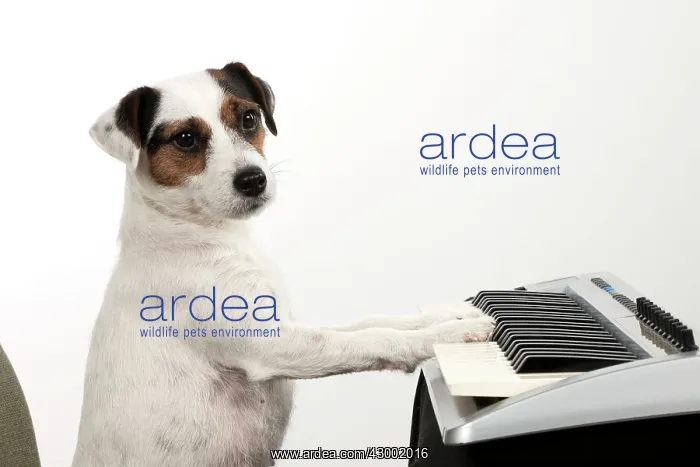 : Dog - Parson Jack Russell Terrier : Dog - Parson Jack Russell Terrier