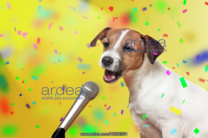 : DOG - Parson jack russell terrier : DOG - Parson jack russell terrier