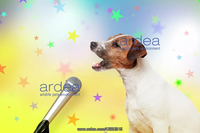 : DOG - Parson Jack Russell Terrier : DOG - Parson Jack Russell Terrier