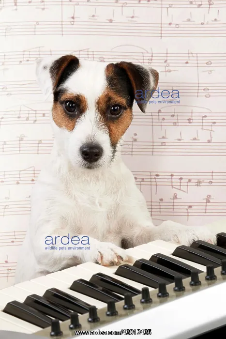 : DOG. Parson Jack Russell Terrier : DOG. Parson Jack Russell Terrier