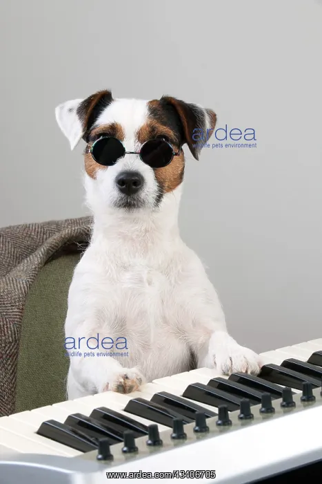 : Dog - Parson Jack Russell Terrier : Dog - Parson Jack Russell Terrier