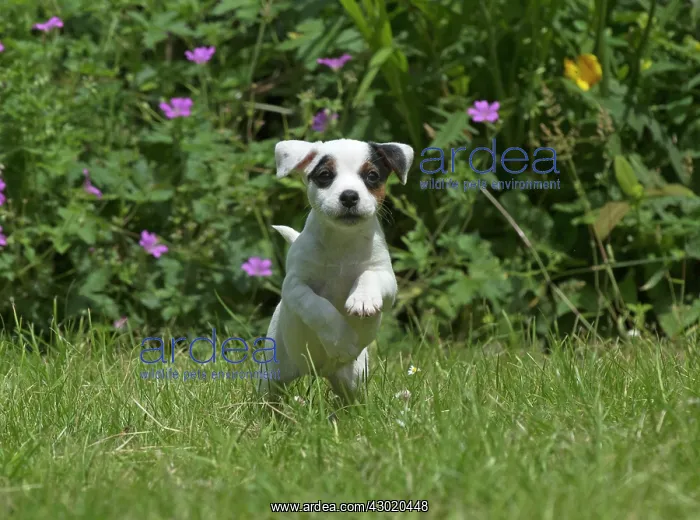 : Dog Parson Jack Russell Terrier 9 week old puppy : Dog Parson Jack Russell Terrier 9 week old puppy