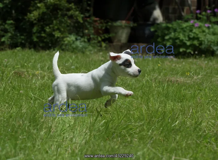 : Dog Parson Jack Russell Terrier 9 week old puppy : Dog Parson Jack Russell Terrier 9 week old puppy