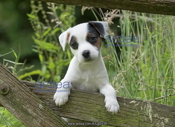 : Dog Parson Jack Russell Terrier 9 week old puppy : Dog Parson Jack Russell Terrier 9 week old puppy