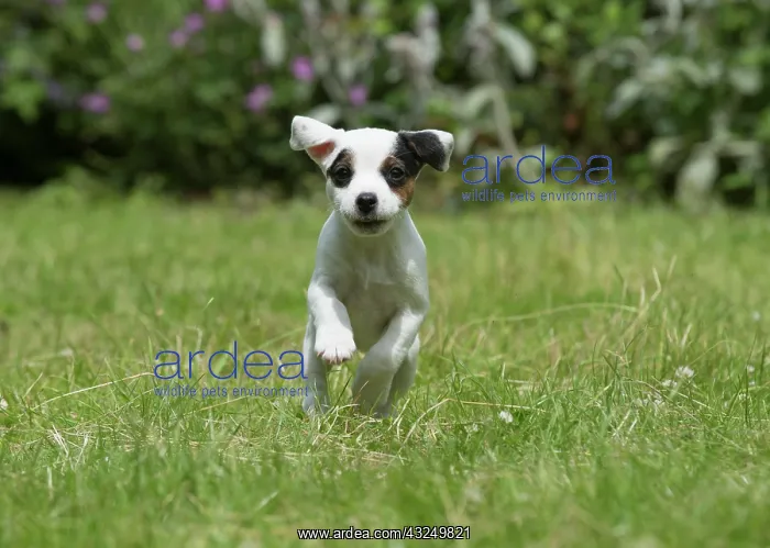 : Dog Parson Jack Russell Terrier 9 week old puppy : Dog Parson Jack Russell Terrier 9 week old puppy