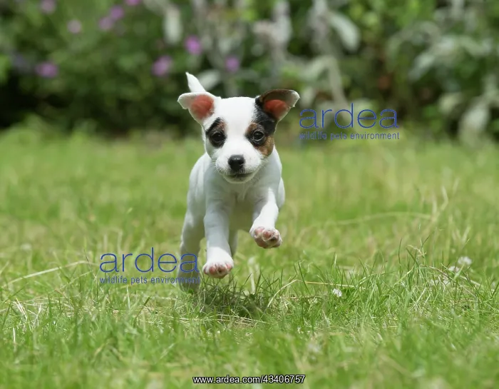  : Dog Parson Jack Russell Terrier 9 week old puppy