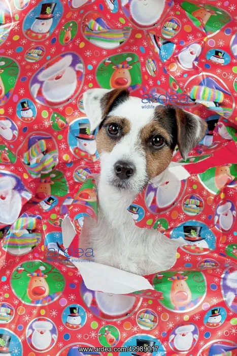 : DOG - Parson jack russell terrier looking through : DOG - Parson jack russell terrier looking through