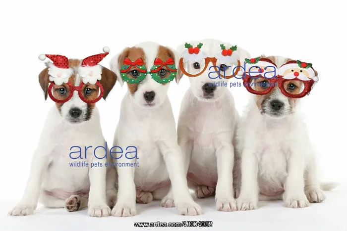 : DOG - Parson Jack Russell Terrier - puppies sitting : DOG - Parson Jack Russell Terrier - puppies sitting