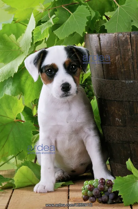 : DOG. Parson jack russell terrier puppy next to : DOG. Parson jack russell terrier puppy next to