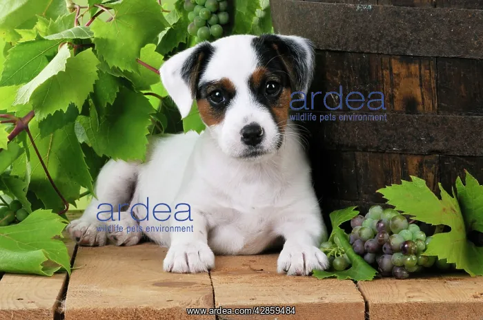 : DOG. Parson jack russell terrier puppy next to : DOG. Parson jack russell terrier puppy next to