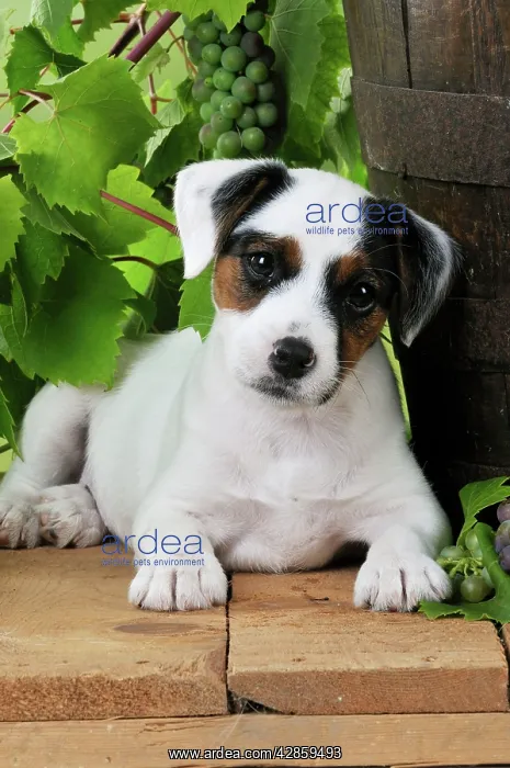: DOG. Parson jack russell terrier puppy next to : DOG. Parson jack russell terrier puppy next to