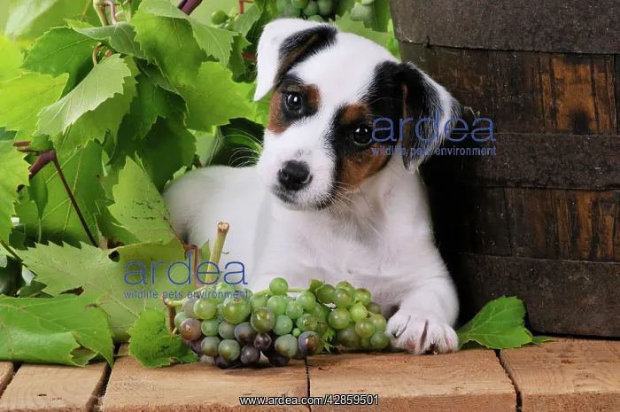 : DOG. Parson jack russell terrier puppy next to : DOG. Parson jack russell terrier puppy next to