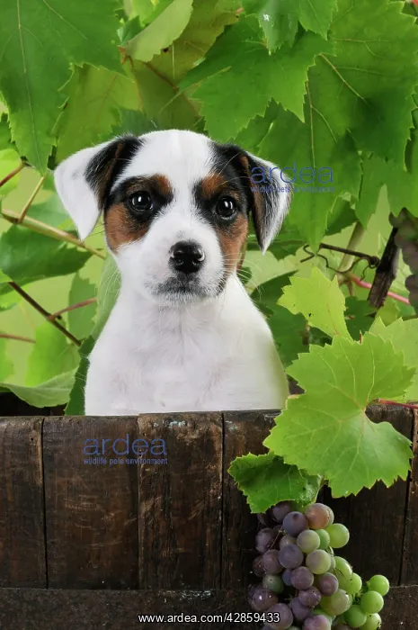 : DOG. Parson jack russell terrier puppy in barrel with grapes : DOG. Parson jack russell terrier puppy in barrel with grapes