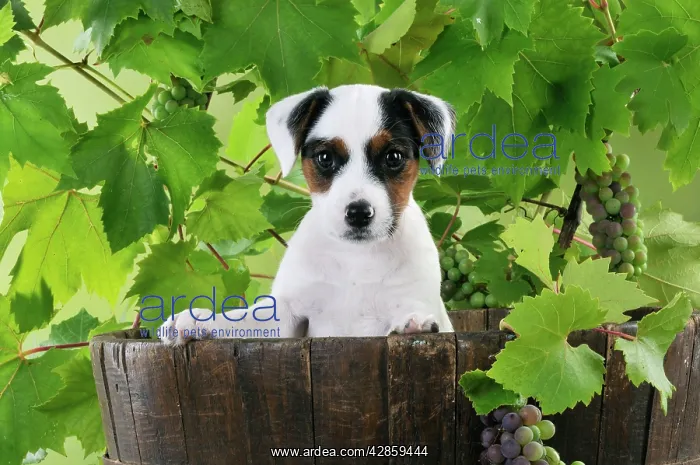 : DOG. Parson jack russell terrier puppy in barrel with grapes : DOG. Parson jack russell terrier puppy in barrel with grapes