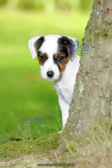  : DOG. Parson jack russell terrier puppy looking