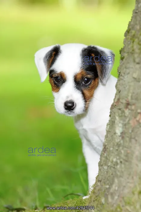 : DOG. Parson jack russell terrier puppy looking : DOG. Parson jack russell terrier puppy looking