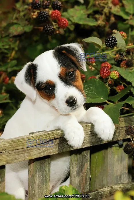 : DOG. Parson jack russell terrier puppy looking over fence : DOG. Parson jack russell terrier puppy looking over fence