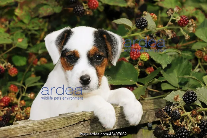 : DOG. Parson jack russell terrier puppy looking over fence : DOG. Parson jack russell terrier puppy looking over fence