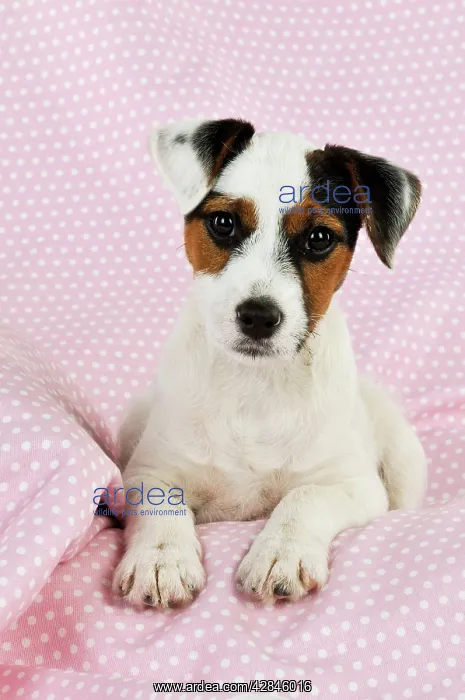 : DOG. Parson jack russell terrier puppy lying on : DOG. Parson jack russell terrier puppy lying on