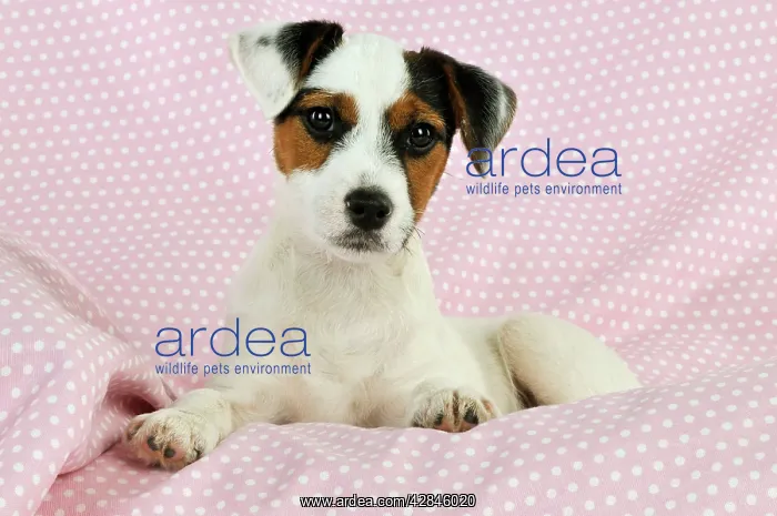: DOG. Parson jack russell terrier puppy lying on : DOG. Parson jack russell terrier puppy lying on