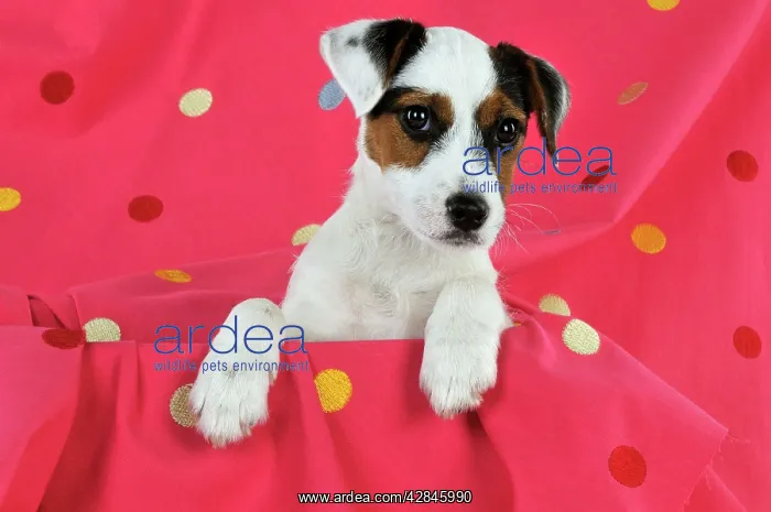 : DOG. Parson jack russell terrier puppy sitting : DOG. Parson jack russell terrier puppy sitting