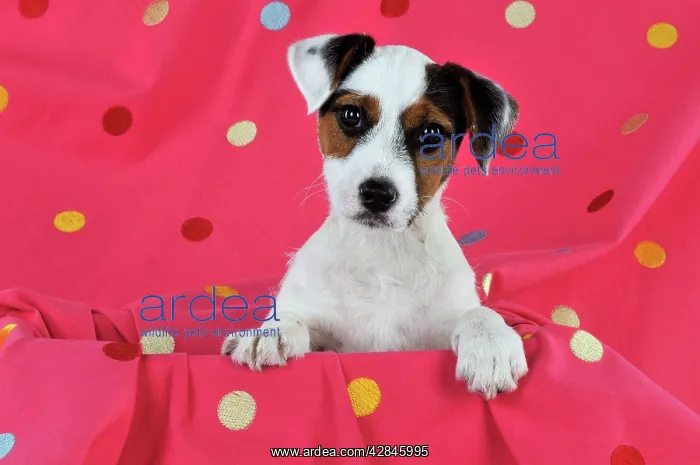 : DOG. Parson jack russell terrier puppy sitting : DOG. Parson jack russell terrier puppy sitting