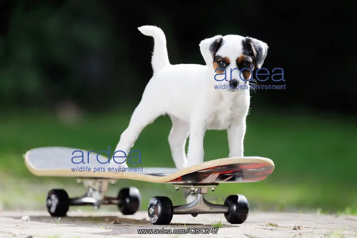  : DOG. Parson jack russell terrier puppy on skateboard