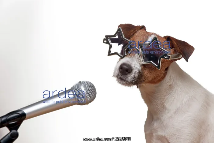 : DOG - Parson jack russell terrier singing into : DOG - Parson jack russell terrier singing into